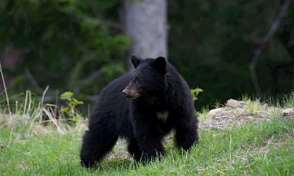 Afternoon/Evening with the Bears