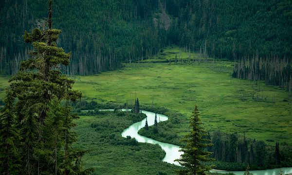 Moose Valley Experience